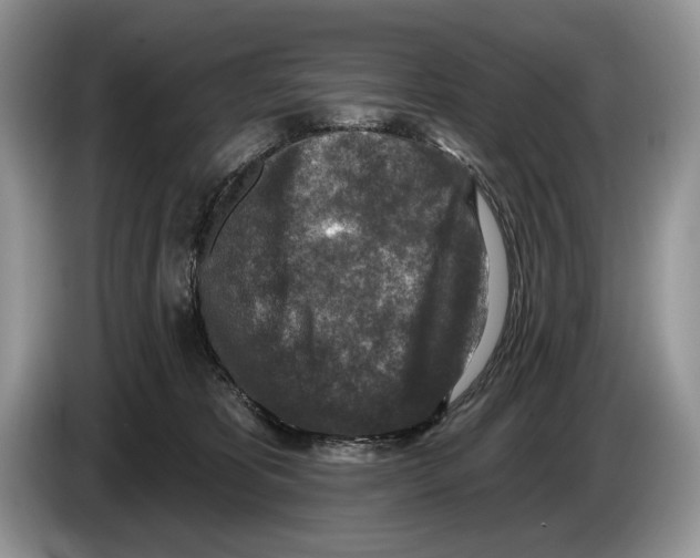 X0000086270325200704262021