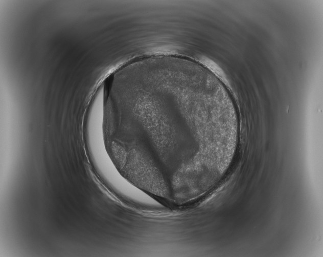 X0000086270389200704262020
