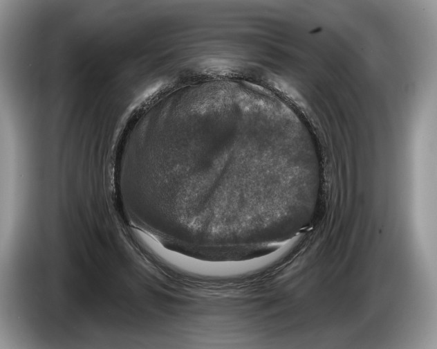 X0000086270399200704262020
