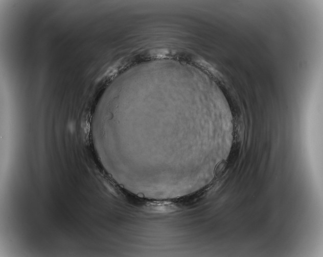X0000086270427200704262020
