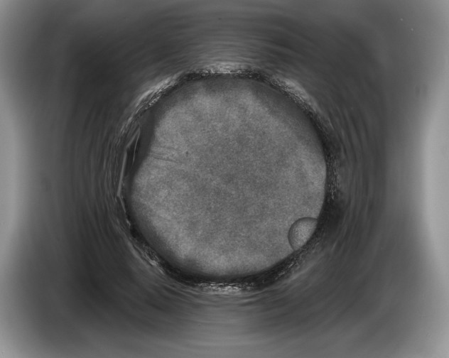 X0000086270640200704262017