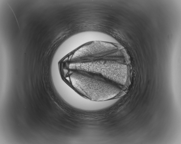 X0000086270744200704262016