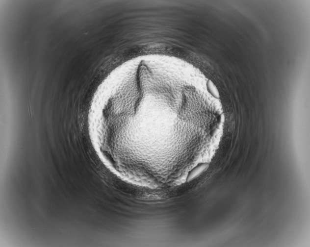 X0000086270753200704262016
