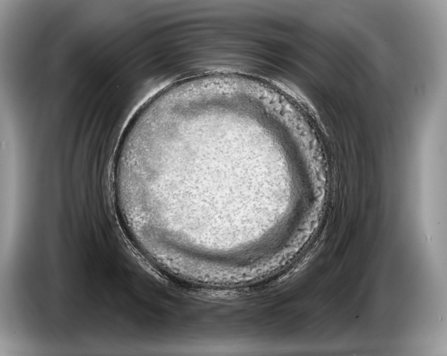 X0000086270798200704262015