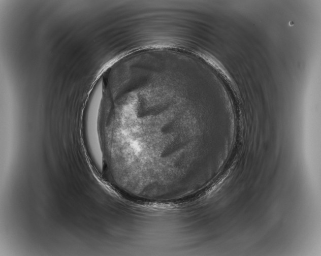 X0000086270842200704262014
