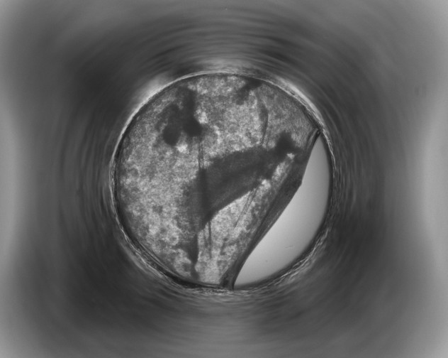 X0000086270899200704262014
