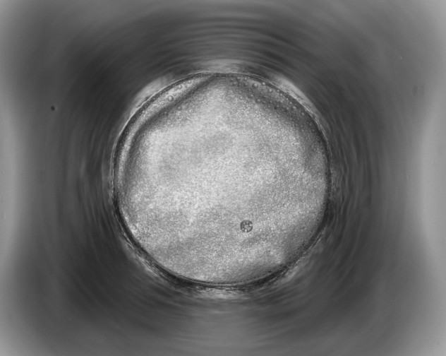 X0000086270994200704262012