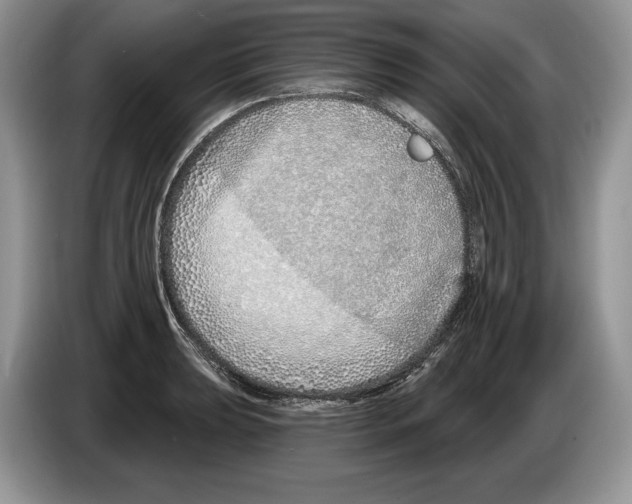X0000086271039200704262012