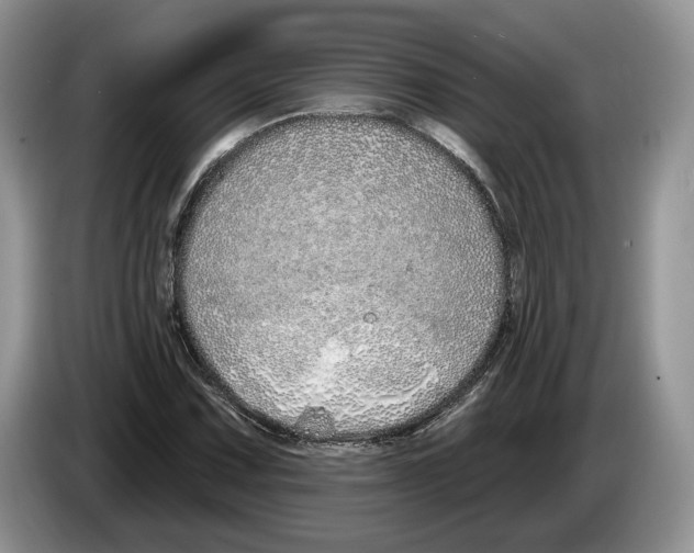 X0000086271067200704262011