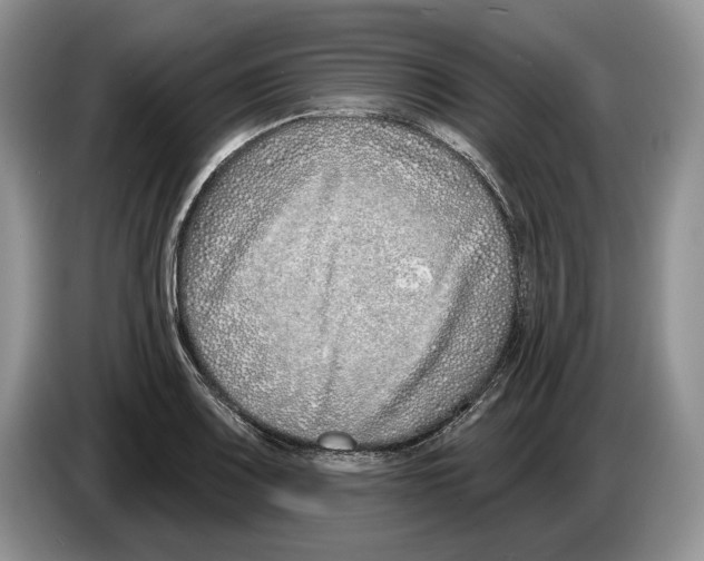 X0000086271083200704262011
