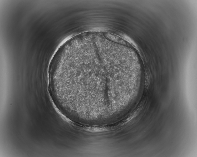 X0000086271095200704262011