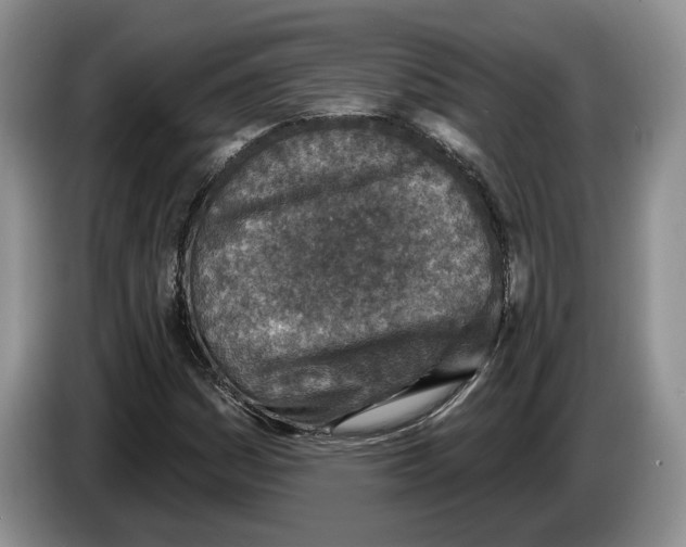 X0000086271161200704262010