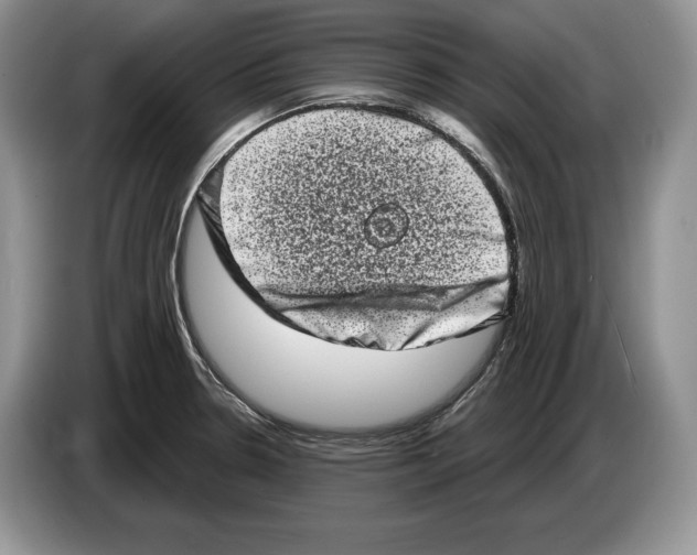 X0000086271330200704262008
