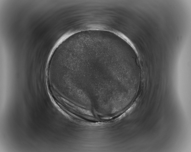 X0000086271381200704262007