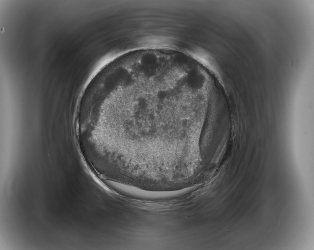 X0000086271383200704262007