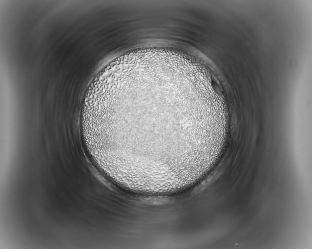X0000086271417200704262007