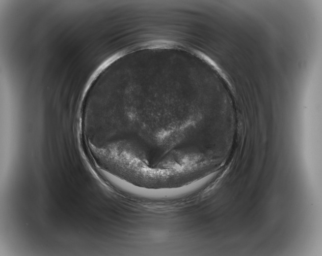 X0000086271418200704262007