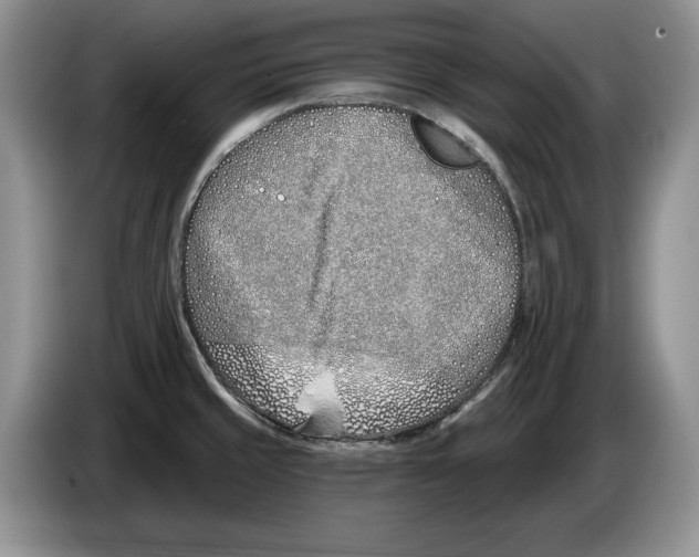 X0000086271429200704262007
