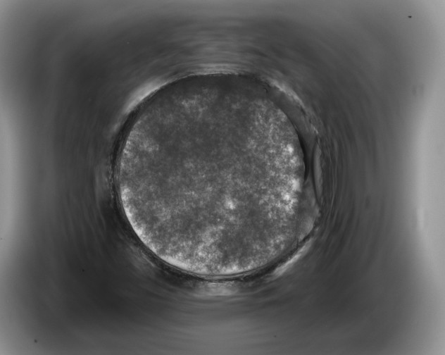 X0000086271453200704262006