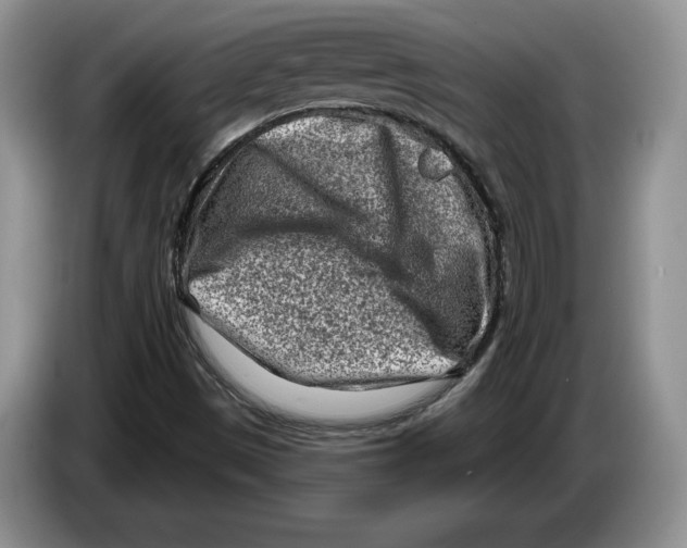 X0000086271497200704262005
