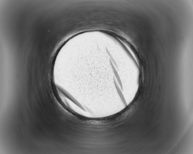 X0000086271500200704262006