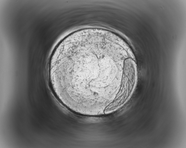 X0000086271514200704262006