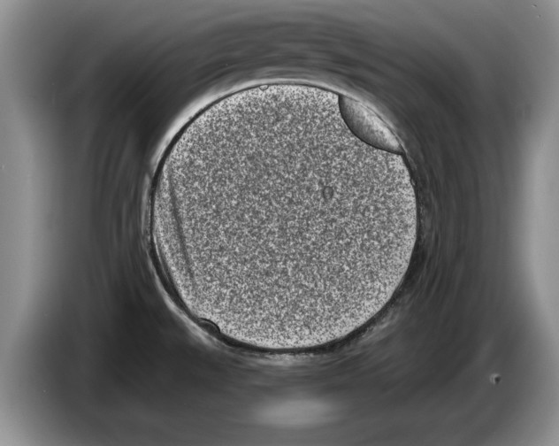X0000086271527200704262006