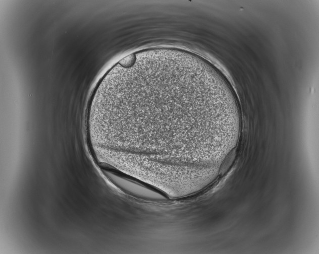 X0000086271533200704262006