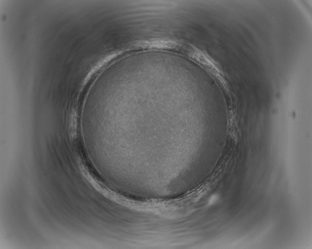 X0000086280012200703291513