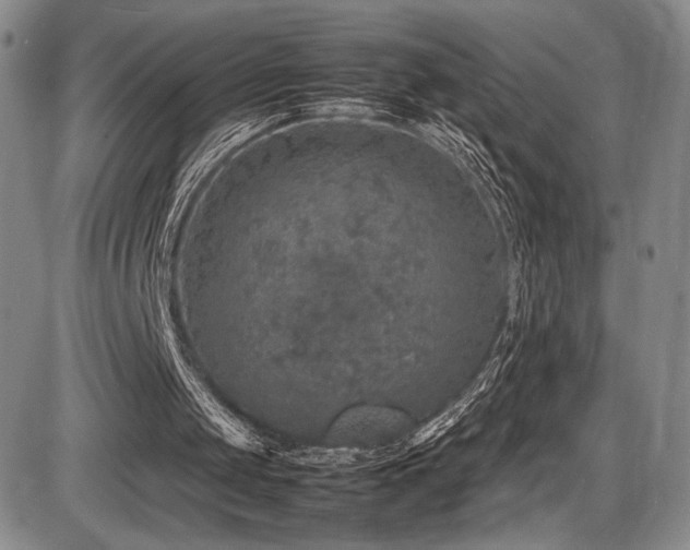 X0000086280049200703291511