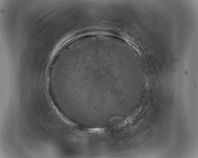X0000086280053200703291511
