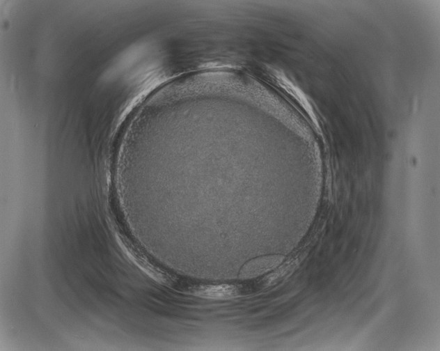 X0000086280059200703291512