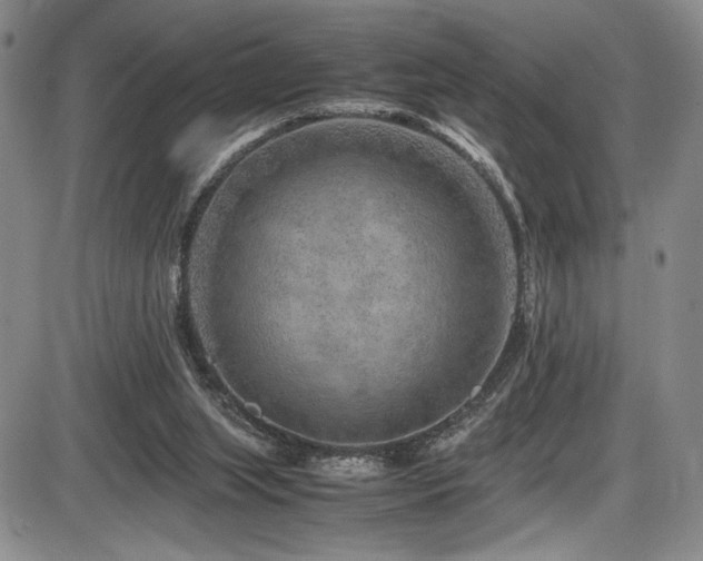 X0000086280063200703291512