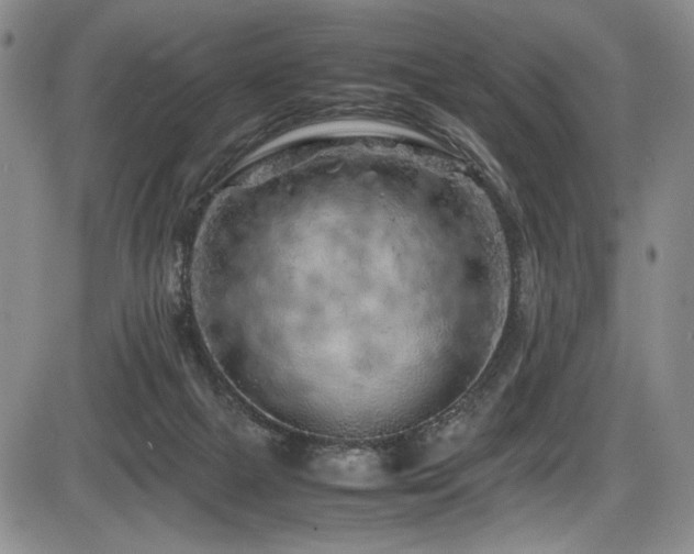 X0000086280073200703291512