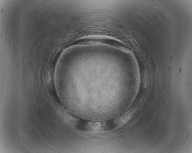 X0000086280131200703291511