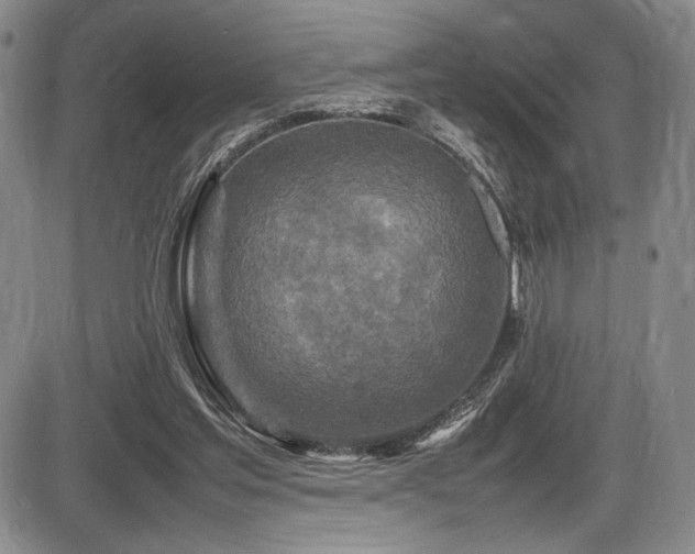 X0000086280205200703291510