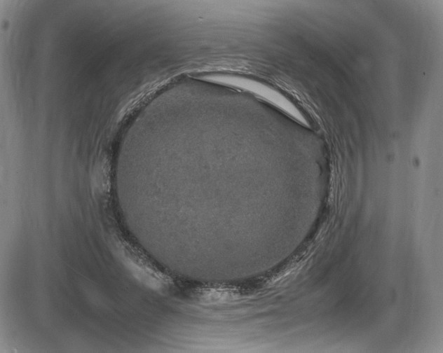 X0000086280303200703291508