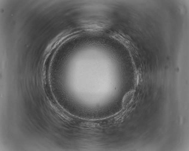 X0000086280339200703291507