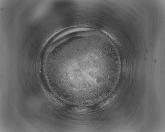X0000086280351200703291507
