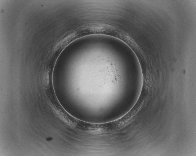 X0000086280454200703291505