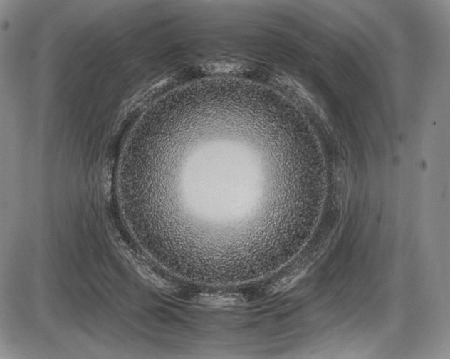 X0000086280545200703291504