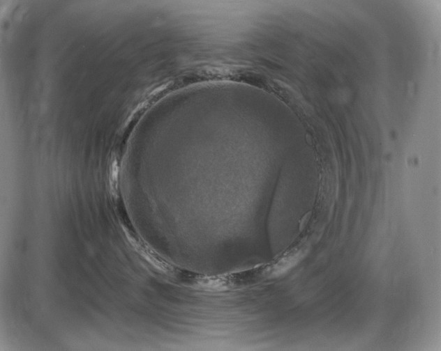 X0000086280624200703291503
