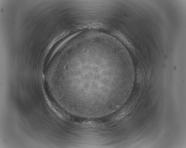 X0000086280634200703291502