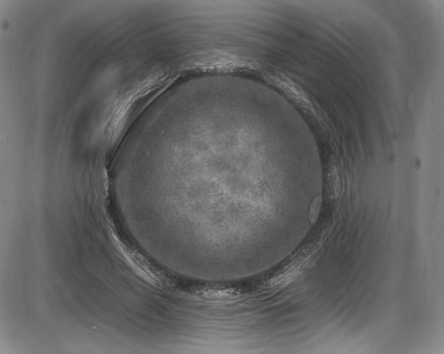 X0000086280638200703291502