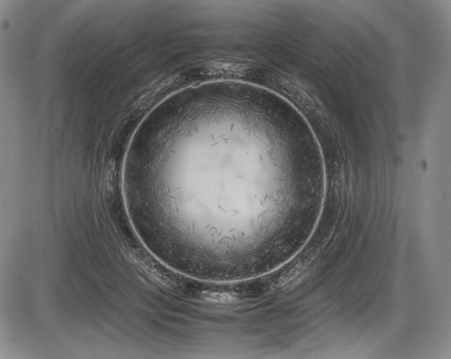 X0000086280649200703291502