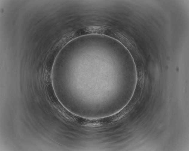 X0000086280653200703291502