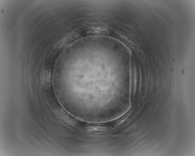 X0000086280657200703291502