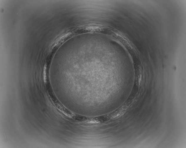 X0000086280696200703291501