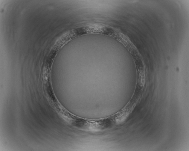 X0000086280701200703291501