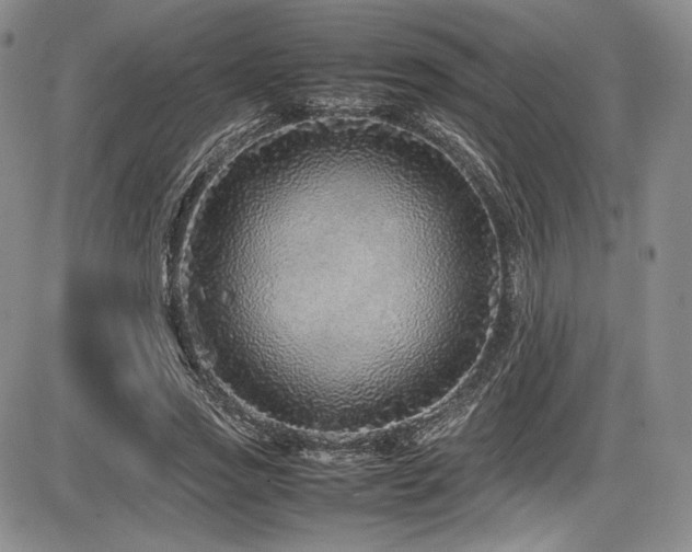 X0000086280733200703291500